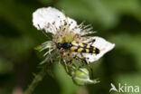 Geringelde smalboktor (Rutpela maculata)