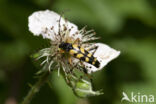 Geringelde smalboktor (Rutpela maculata)