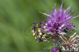 Geringelde smalboktor (Rutpela maculata)