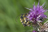 Geringelde smalboktor (Rutpela maculata)