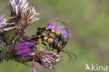 Spotted Longhorn (Rutpela maculata)