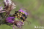 Geringelde smalboktor (Rutpela maculata)