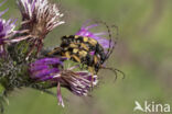 Geringelde smalboktor (Rutpela maculata)