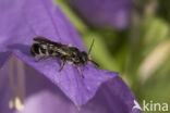 Chelostoma rapunculi