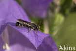 Grote klokjesbij (Chelostoma rapunculi)