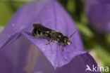 Chelostoma rapunculi