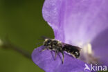 Grote klokjesbij (Chelostoma rapunculi)