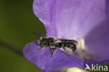 Grote klokjesbij (Chelostoma rapunculi)