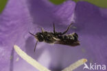 Chelostoma rapunculi