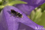 Grote klokjesbij (Chelostoma rapunculi)