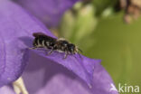 Chelostoma rapunculi