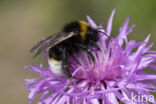 Grote koekoekshommel (Bombus vestalis)