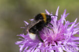 Vestal cuckoo bee (Bombus vestalis)