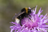 Grote koekoekshommel (Bombus vestalis)