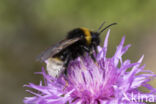 Grote koekoekshommel (Bombus vestalis)