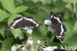 Kleine IJsvogelvlinder (Limenitis camilla)