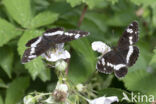 Kleine IJsvogelvlinder (Limenitis camilla)