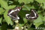 Kleine IJsvogelvlinder (Limenitis camilla)