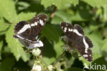 Kleine IJsvogelvlinder (Limenitis camilla)