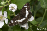 Kleine IJsvogelvlinder (Limenitis camilla)