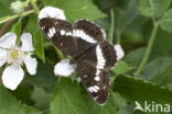 White Admiral (Limenitis camilla)