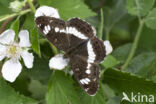 Kleine IJsvogelvlinder (Limenitis camilla)