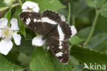 Kleine IJsvogelvlinder (Limenitis camilla)