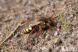 Roodharige wespbij (Nomada lathburiana)