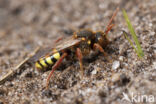 Roodharige wespbij (Nomada lathburiana)