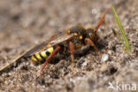 Roodharige wespbij (Nomada lathburiana)