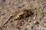 Roodharige wespbij (Nomada lathburiana)