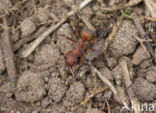 Weidehommel (Bombus pratorum)