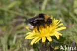 Vierkleurige koekoekshommel (Bombus sylvestris)