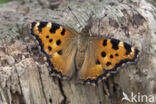 Grote vos (Nymphalis polychloros)