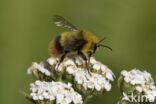 Weidehommel (Bombus pratorum)