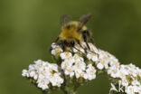 Early bumblebee (Bombus pratorum)