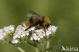 Weidehommel (Bombus pratorum)