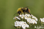 Weidehommel (Bombus pratorum)