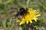 Vierkleurige koekoekshommel (Bombus sylvestris)