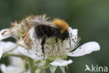 Boomhommel (Bombus hypnorum)