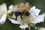 Boomhommel (Bombus hypnorum)