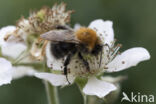 bumblebee (Bombus hypnorum)