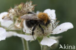 Boomhommel (Bombus hypnorum)