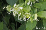 Berry Catchfly (Cucubalus baccifer)