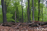 Beech (Fagus sylvatica)