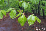 Beech (Fagus sylvatica)