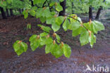 Beuk (Fagus sylvatica)