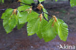 Beech (Fagus sylvatica)