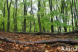 Beech (Fagus sylvatica)