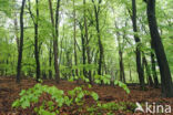 Beech (Fagus sylvatica)